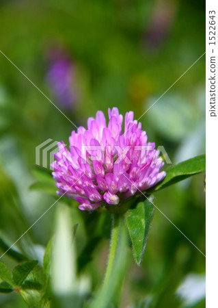 紫苜蓿 三葉草 安曇野 1522643