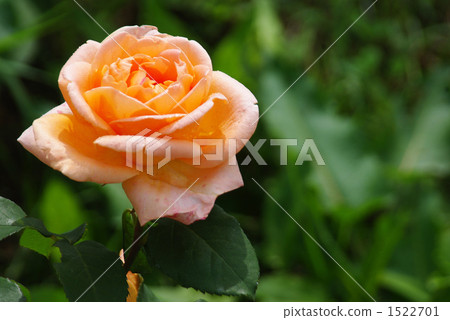 Roses = dreams Roses = dreams 1522701