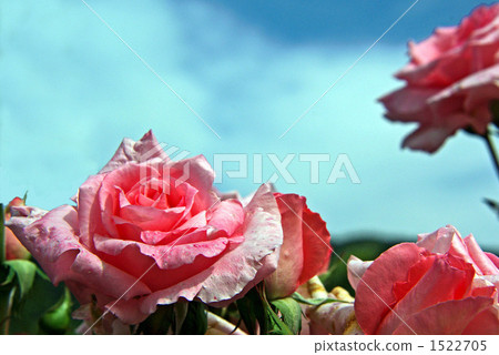 Rose = Princesses Ico 1522705
