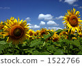 Sunflower field 1522766