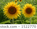 Sunflower field 1522770