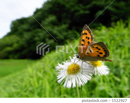 Lycaena phlaeas 1522927
