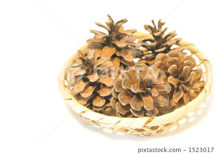 Pinecone Pinecone 1523017