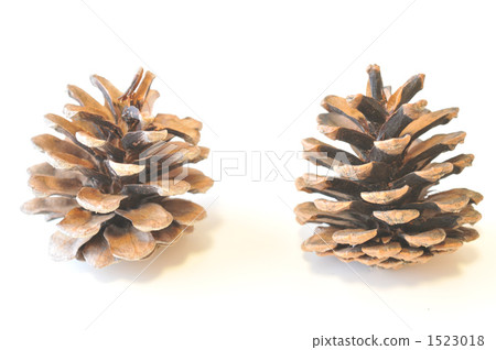Pinecone 1523018