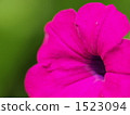 Petunia flower　 1523094