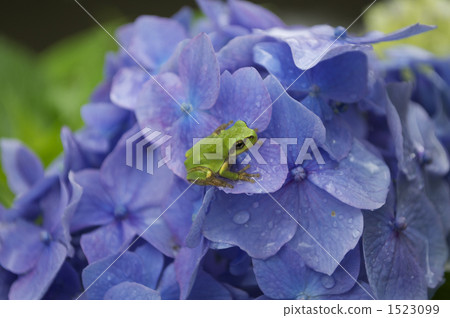 可愛的青蛙 可愛的青蛙 1523099