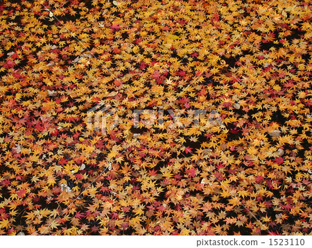 Autumn leaves 01 1523110