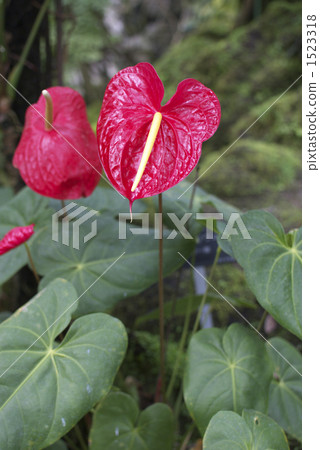 紅掌 1523318