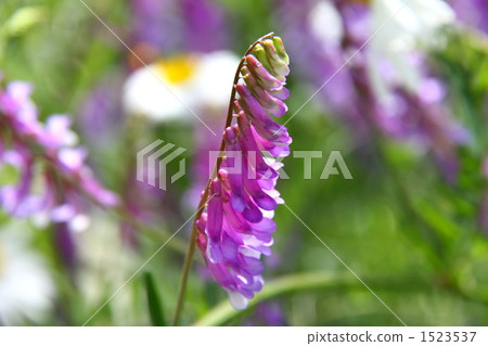 阿爾泰野豌豆 蘭花苕子 安曇野 1523537
