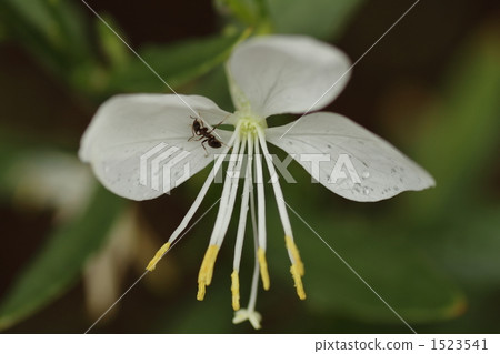 蜂花 高拉 一隻螞蟻 1523541