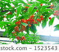 satonishiki cherry, cherries, cherry 1523543