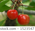 satonishiki cherry, cherries, cherry 1523547