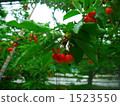 satonishiki cherry, yamagata prefecture, orchard 1523550