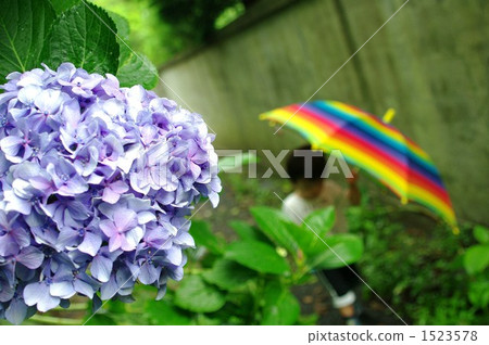 繡球花和傘 1523578