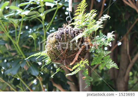 Kokedama Kokedama 1523693