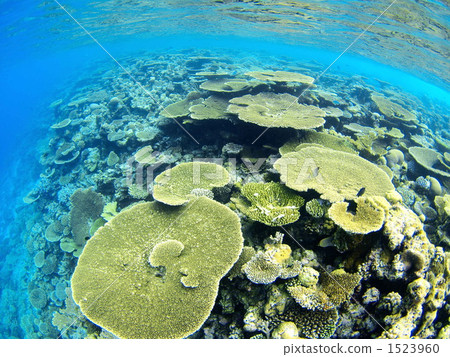 Coral reef 1523960