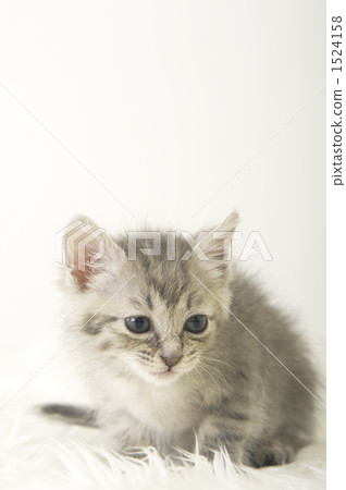 小貓 貓咪 貓 1524158