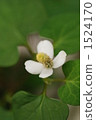 houttuynia cordata, chameleon plant, white flowers 1524170