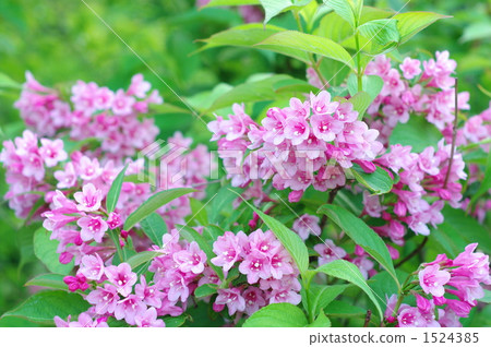 Valley of the valley Valley of the valley 1524385