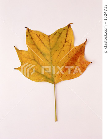 Autumn leaves of Platanus 1524715