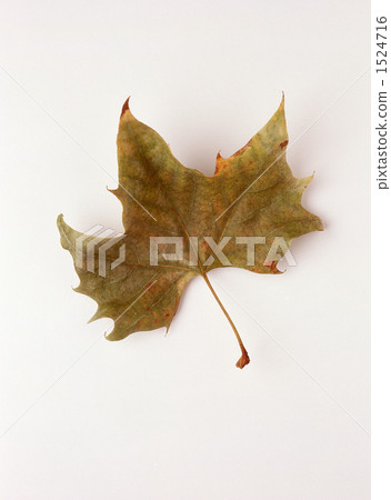 Dead leaves of Platanus 1524716