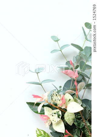 桉樹和蜜蜂 桉樹和蜜蜂 1524769