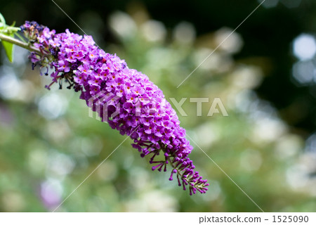 Fusa fujijiugi（佛）之花 1525090