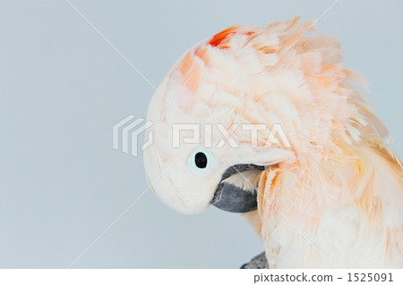 鮭色鳳頭鸚鵡 鮭色鳳頭鸚鵡 1525091