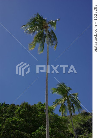 上昇在夏天天空的棕櫚樹高 上昇在夏天天空的棕櫚樹高 1525295