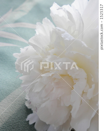 chinese peony, peony, paeonia lactiflora 1525317