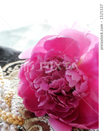chinese peony, peony, paeonia lactiflora 1525337
