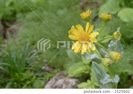 Rain small car 1525602