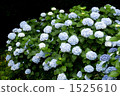 hydrangea   1525610