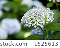 hydrangea   1525613