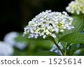 hydrangea   1525614