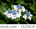  hydrangea 1525616