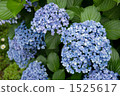 hime hydrangea, hydrangea, wet season 1525617