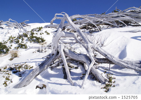 Intertwining white wood Intertwining white wood 1525705