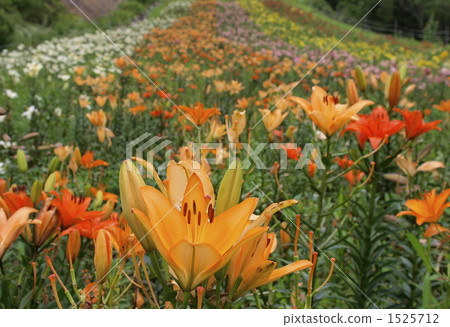 Iwayaki Yurien Orange 1525712