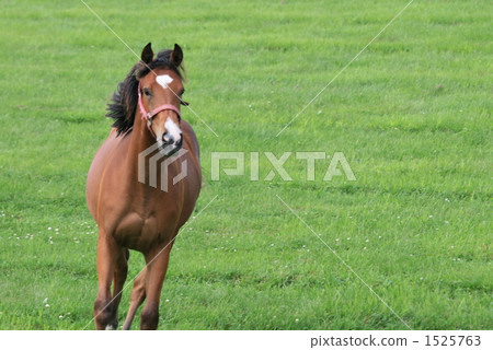 "Running" 1525763