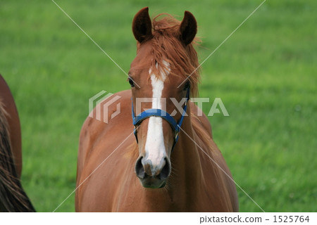 "Sarah Brett of the Meadow" 1525764