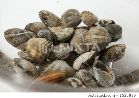 Clamshell without sand 1525956