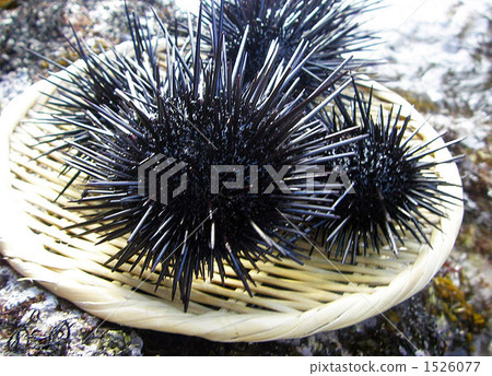 Sea urchins moving on the rock Sea urchins moving on the rock 1526077