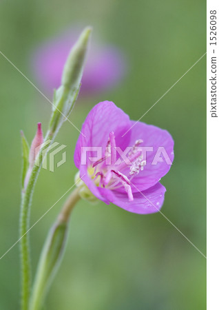 Yuge shaw flower 1526098
