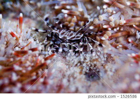 Zebra crab Zebra crab 1526586