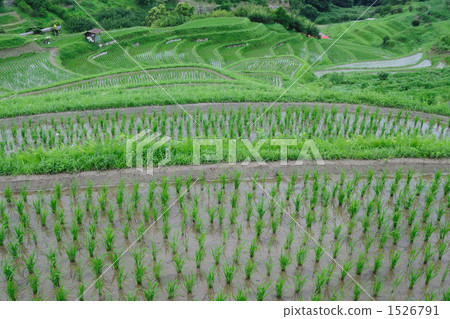 Rice planting at rice paddies on Shimogosaka 21 1526791