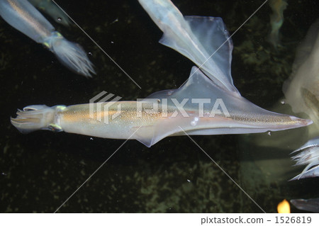 烏賊 墨魚 魷魚 1526819