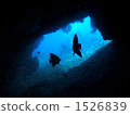 longfin batfish, two (animals), cave 1526839