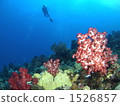 soft coral, diver, divers 1526857