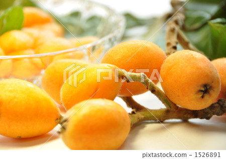 Loquat 1526891